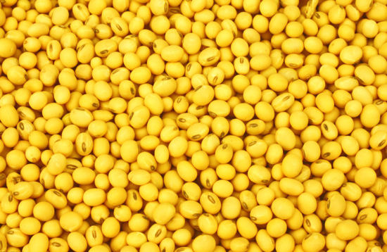 大豆什么时候收获如何确定大豆的最佳收获时机?这种时机选择受哪些因素影响? 第1张 大豆什么时候收获如何确定大豆的最佳收获时机?这种时机选择受哪些因素影响? 第1张