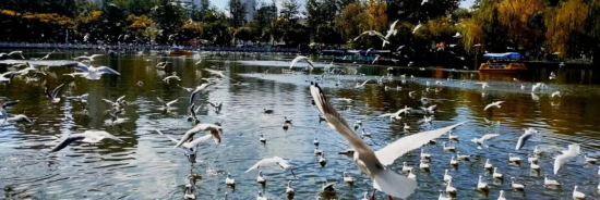 【申万宏源研究春节见闻】昆明:春城烟火漫江畔,茶咖飘香引客来 第2张 【申万宏源研究春节见闻】昆明:春城烟火漫江畔,茶咖飘香引客来 第2张